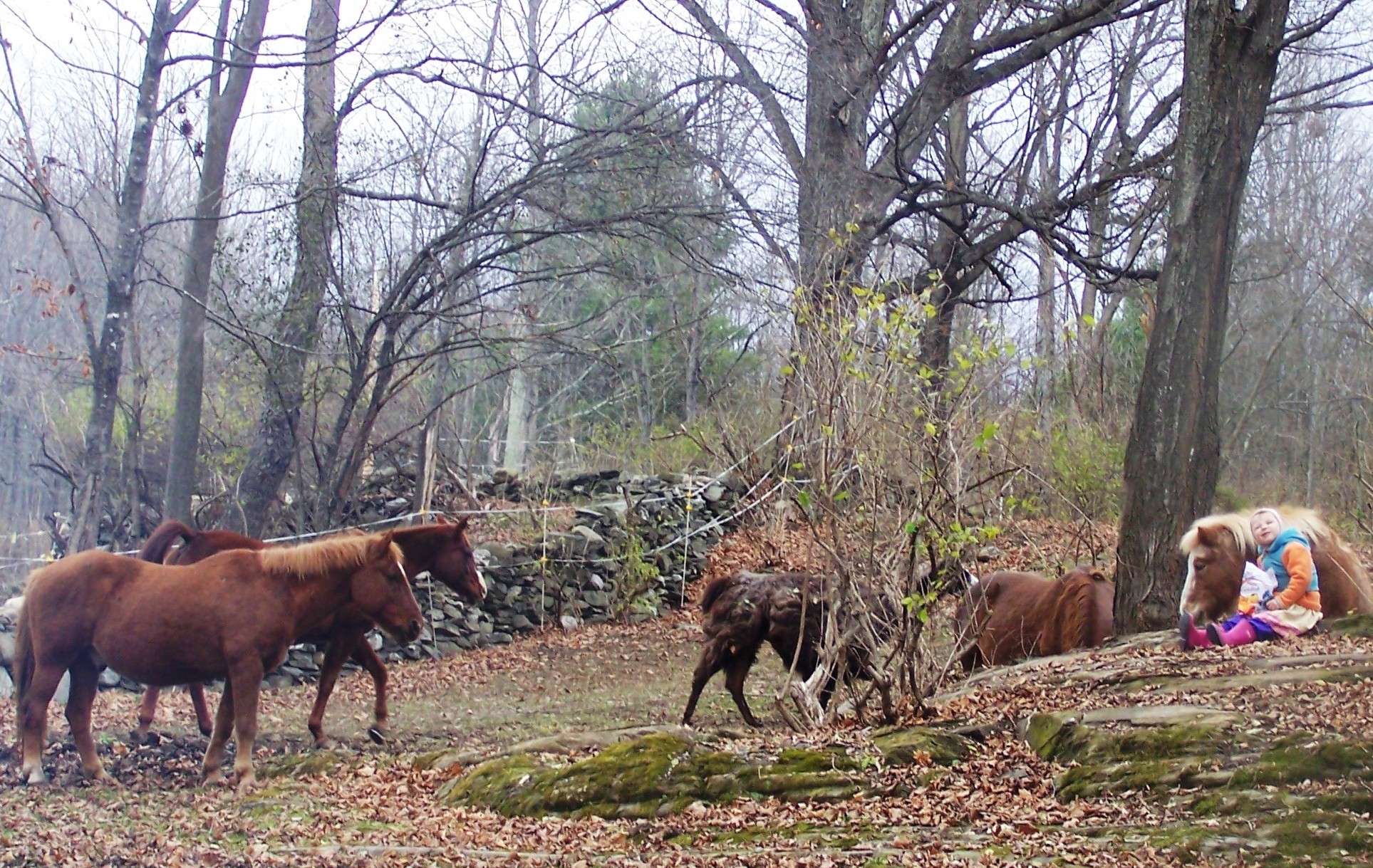 Nikoliné loves to talk to the ponies!