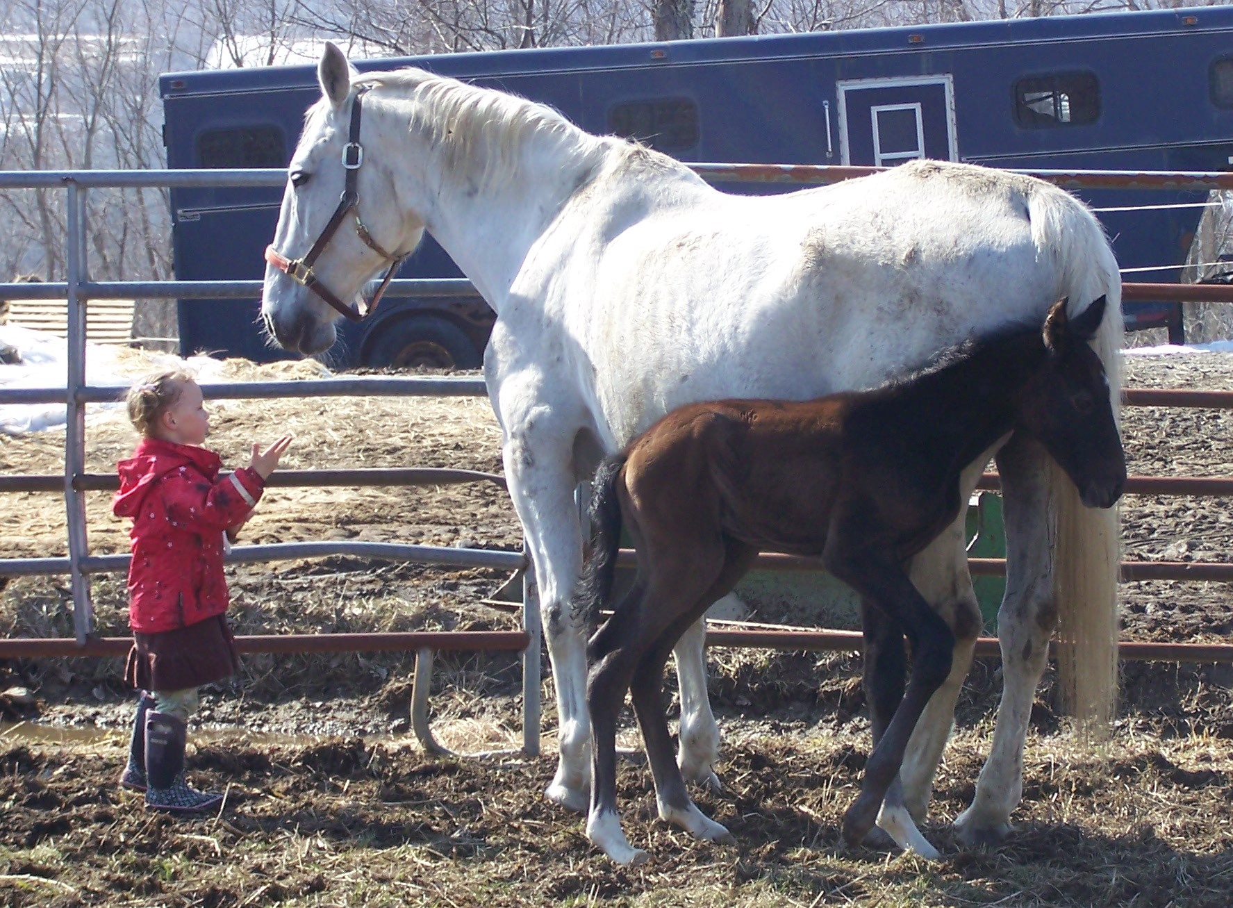 Lipizzan mare Valkiria w/ Broghan at 3 wks of age