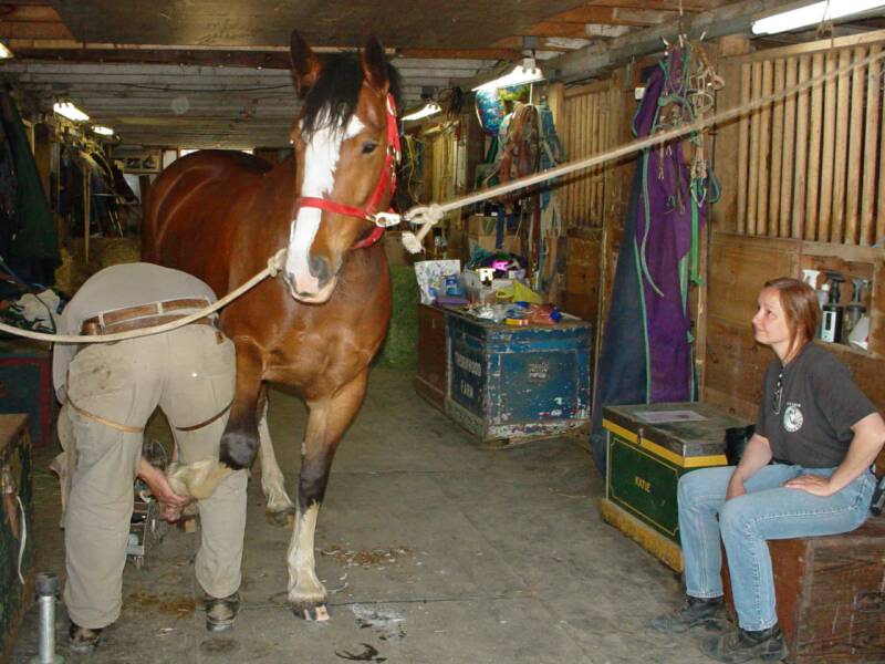 Trimming a  Canadian Sporthorse in the barn