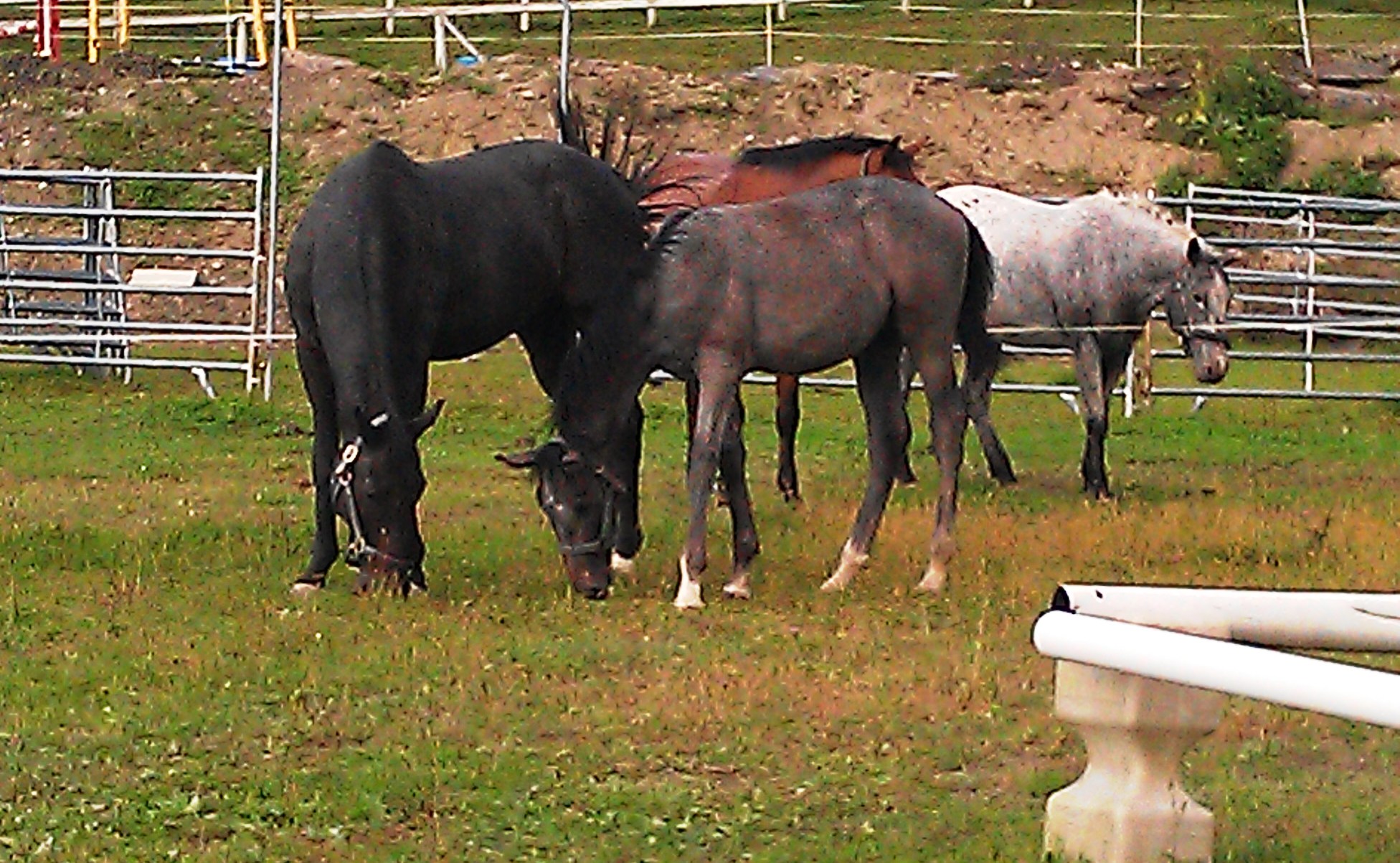 Hi Time Ruler with his 7 mnth old buddy SnizzleFritz; with Indie and Tony looking on