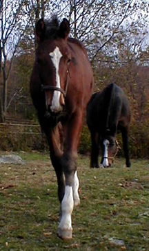 Hi! I'm Carsten! This was me at 3 mths of age (end of October 2002)