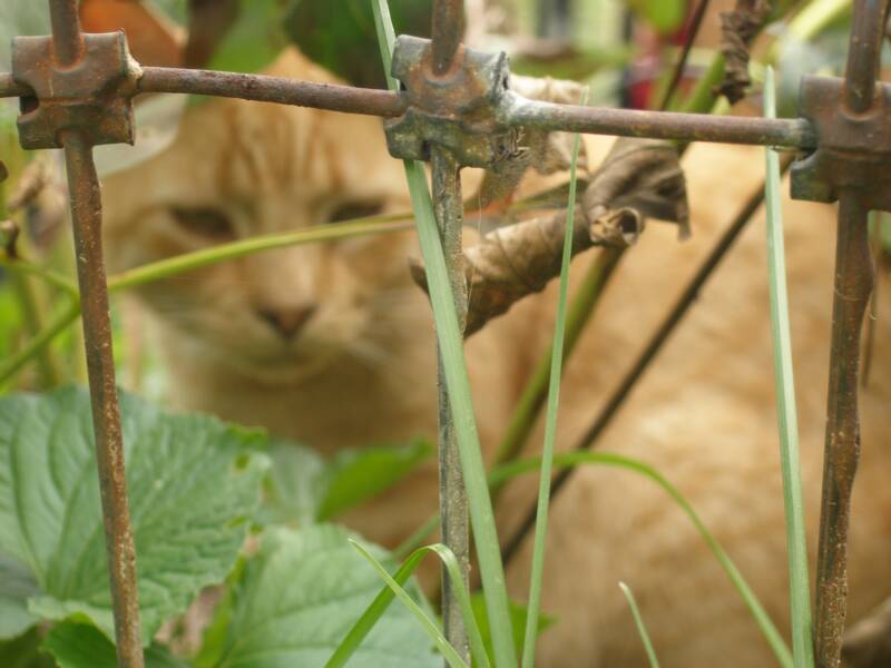 "Footbal" ~ our oldest kitty ~ now 14 yrs young