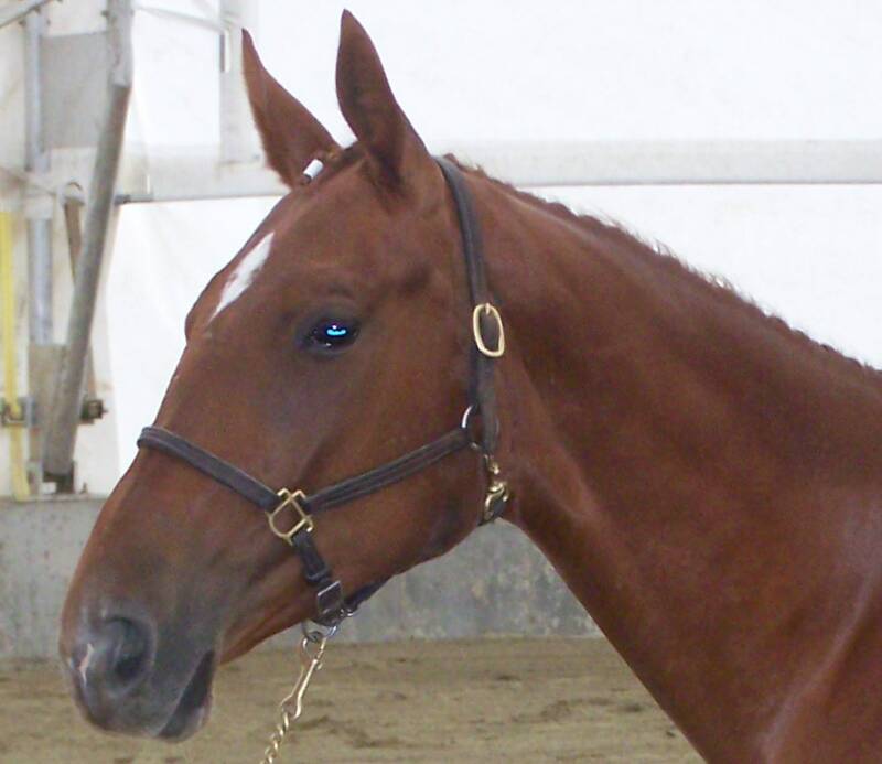 Freyja ~ 2 yr. old Belgian Warmblood filly