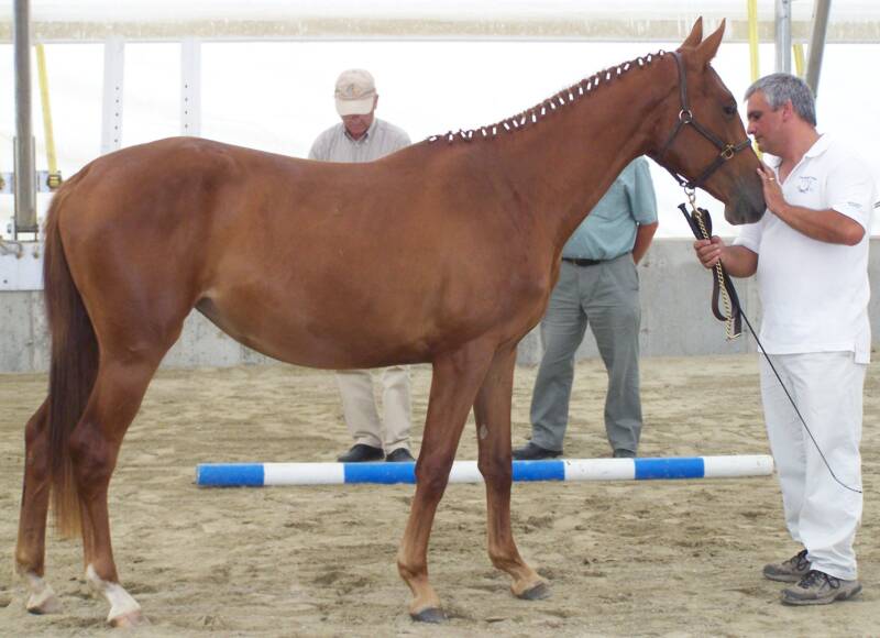 Amanda & Galliard at their 1st schooling show .......Two 1st place ribbons!!