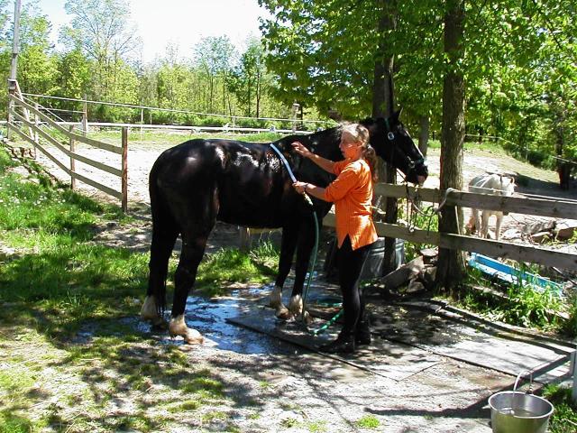 Scarlett and Goethe ~ enjoying a summer shower