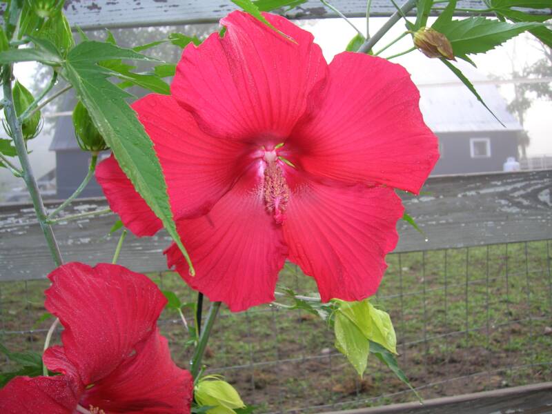 Hibiscus at the farm  ~  Lovely!