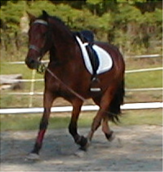 Scarlett's young Milagro on the lunge in '04