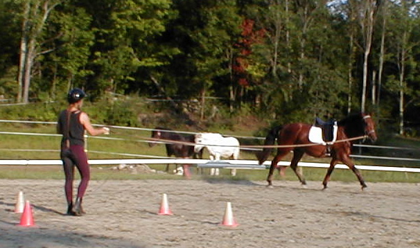 Roxanne longing Belgian/Lipizzan gelding  Milagro