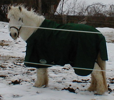 Marshmallow (an older "cushings" pony) - waiting for spring!