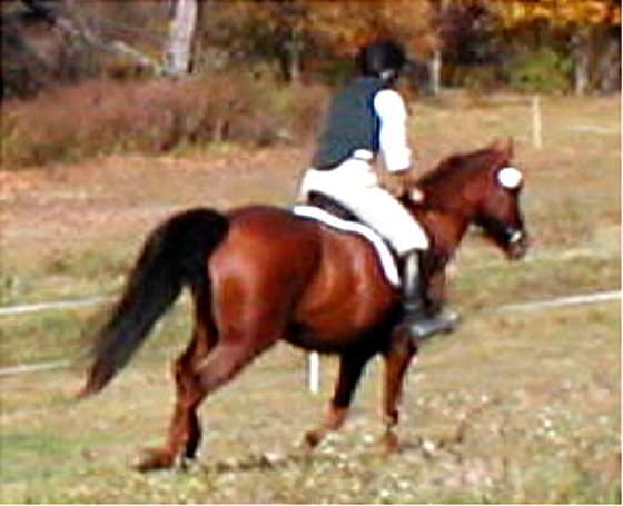 Nancy and Nightwatch heading to the lower meadow!