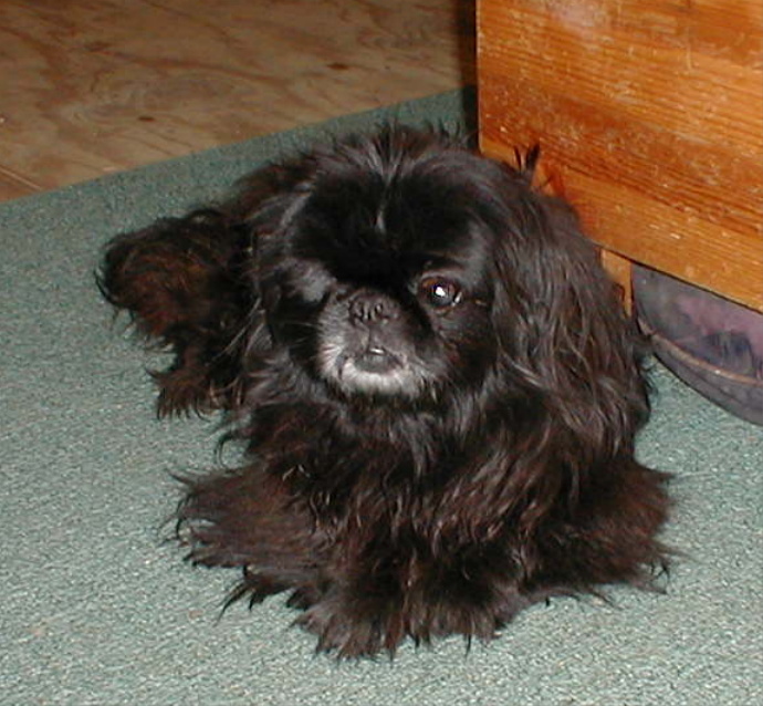 Pugsley guarded the kitchen for years!