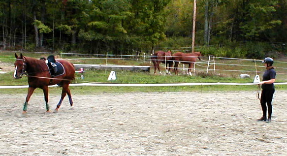 RaeAnn learning how to properly lunge Dexter - looks great!