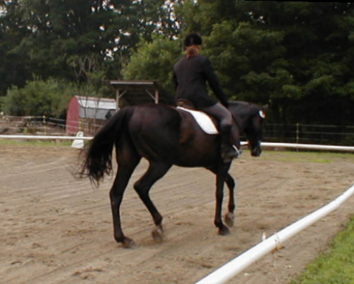  Val & Belle - MWVtSS 1st Level Dressage Reserve Champions!